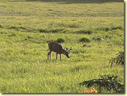 Just a Baby Buck