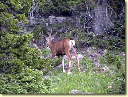 Another Baby Buck