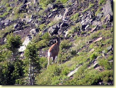 A Great 3x4 Buck