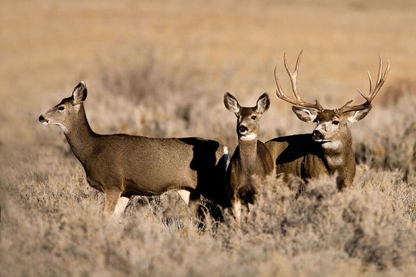 Mega Bucks