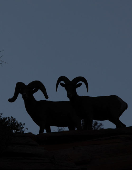 Desert Trophies