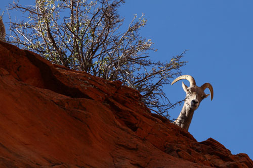 Desert Trophies