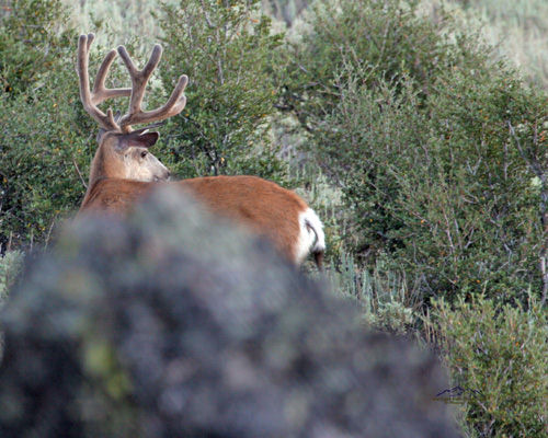 Summertime Bucks