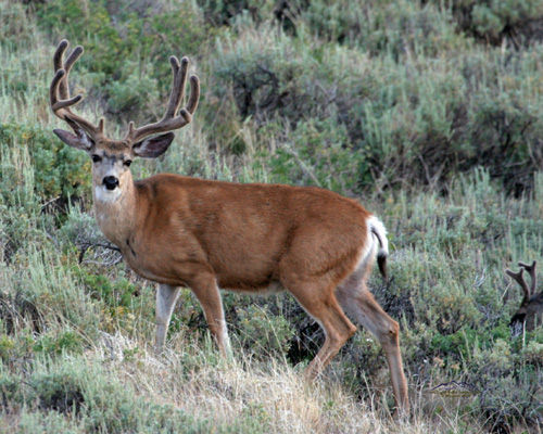 Summertime Bucks