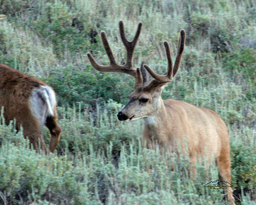 Summertime Bucks