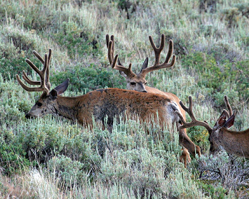 Summertime Bucks