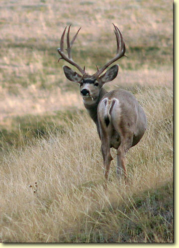 Saskatchewan - Hard Horned