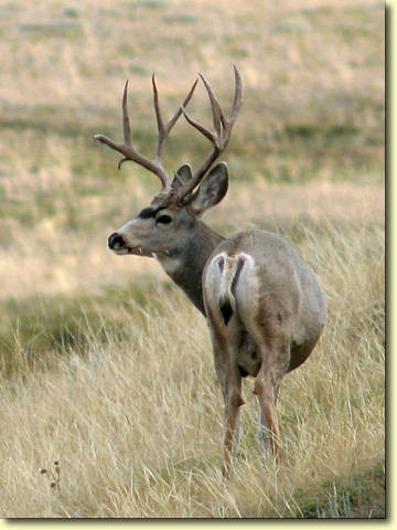 Saskatchewan - Hard Horned