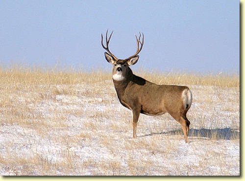 Saskatchewan - Hard Horned