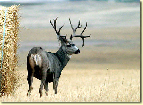 Saskatchewan - Hard Horned