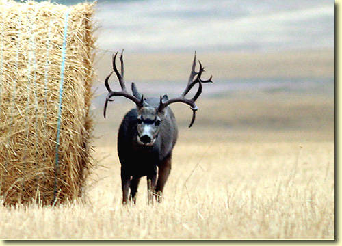 Saskatchewan - Hard Horned