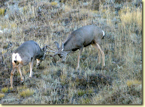 Saskatchewan - Hard Horned