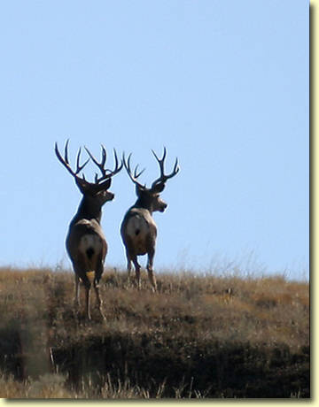 Saskatchewan - Hard Horned