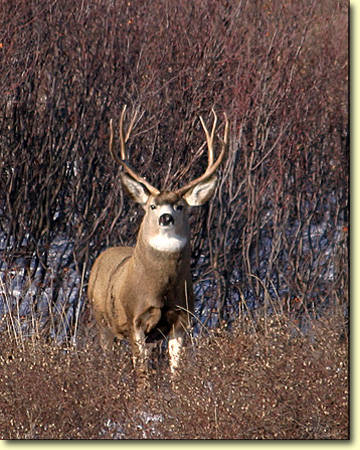 Saskatchewan - Hard Horned