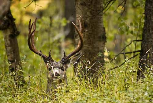 Nuts About Bucks