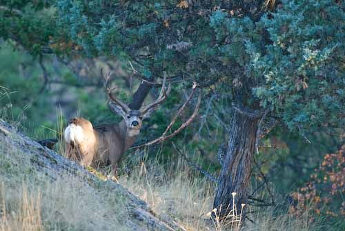 Nuts About Bucks