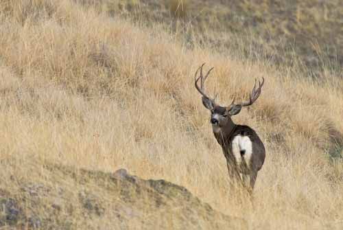 Nuts About Bucks