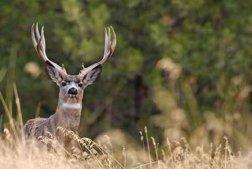 Nuts About Bucks