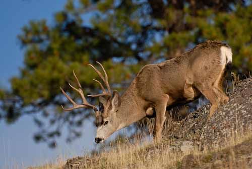 Nuts About Bucks