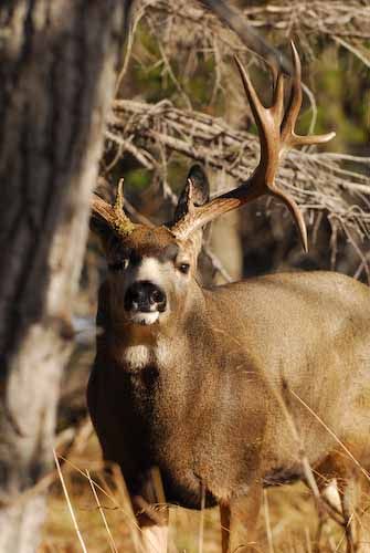 Nuts About Bucks