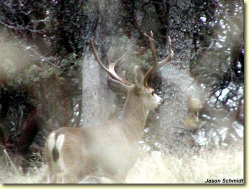 Golden State Bucks