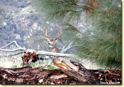 Golden State Bucks