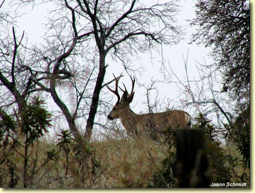 Golden State Bucks