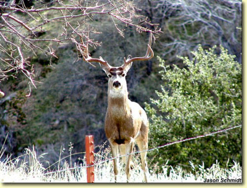 Golden State Bucks