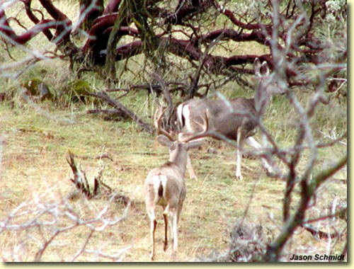 Golden State Bucks