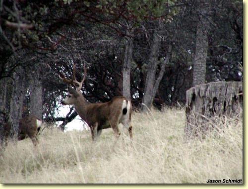 Golden State Bucks