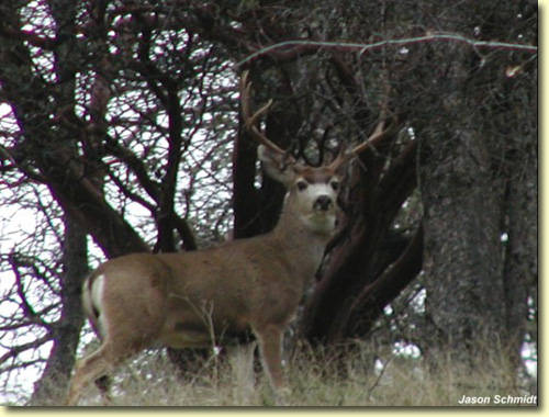 Golden State Bucks