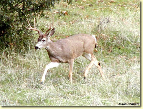 Golden State Bucks