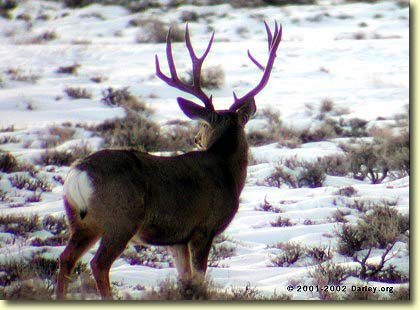 Utah Trophies