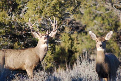 Public Land Bucks