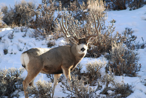 Public Land Bucks