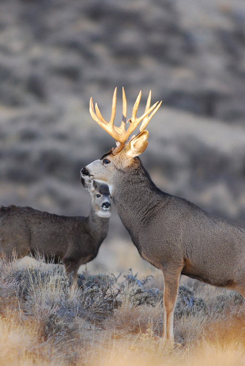 Public Land Bucks