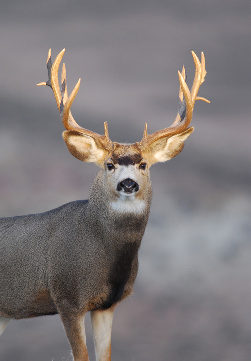 Public Land Bucks