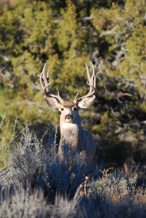 Public Land Bucks