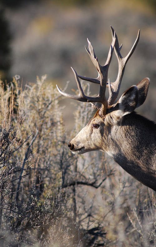 Public Land Bucks