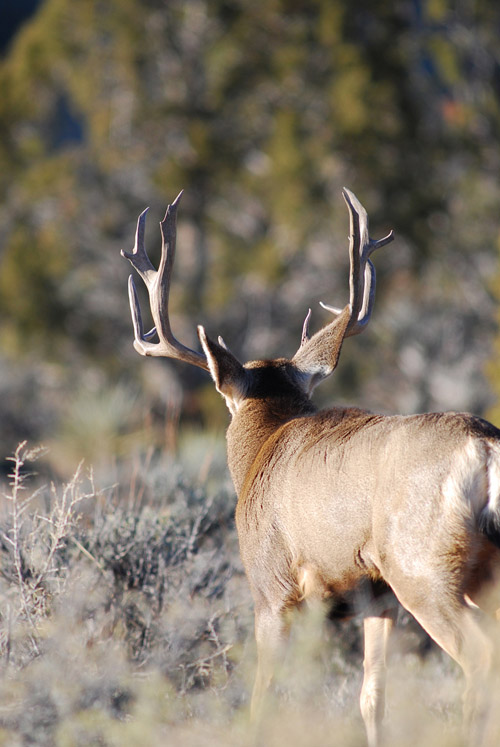 Public Land Bucks