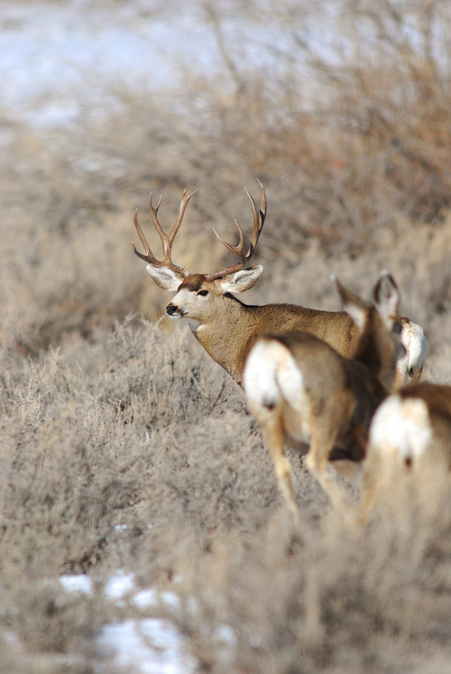 Public Land Bucks