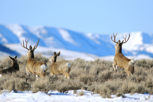 Public Land Bucks