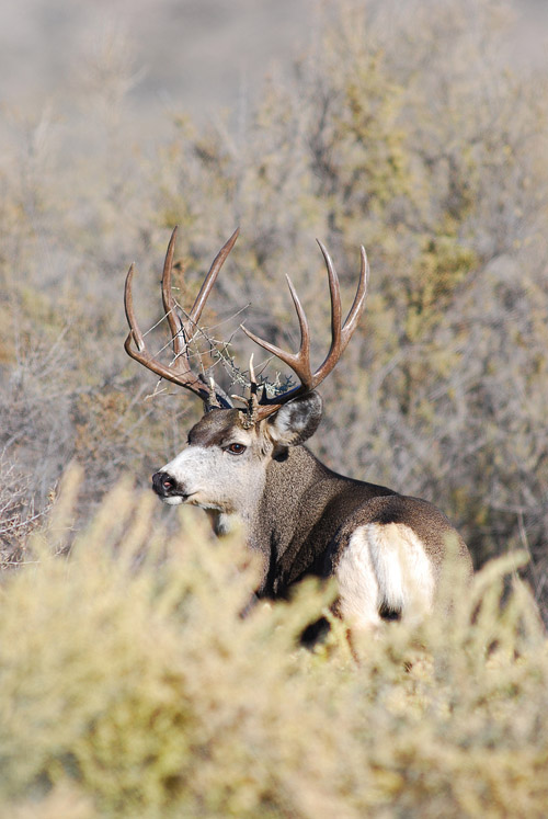 Public Land Bucks