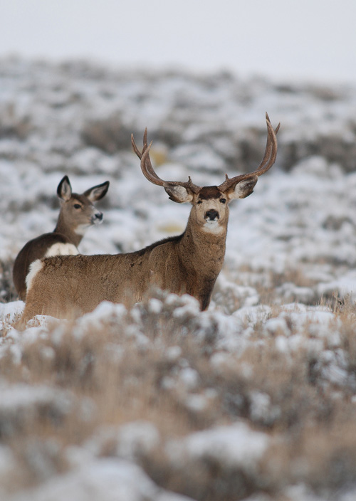 Public Land Bucks