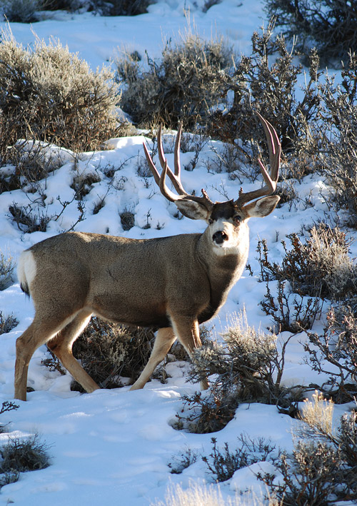 Public Land Bucks