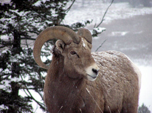 Winter Rams - Bighorn Sheep Pictures