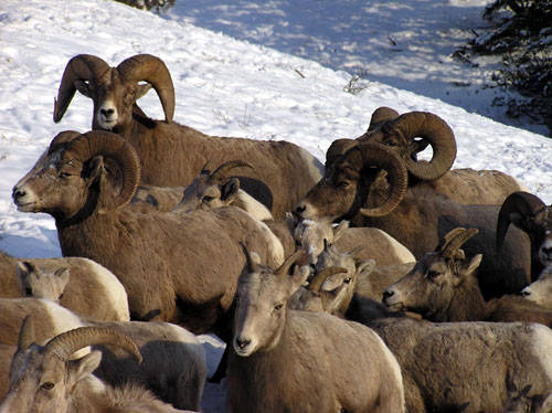 Winter Rams - Bighorn Sheep Pictures