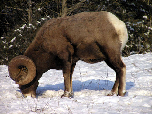 Winter Rams - Bighorn Sheep Pictures
