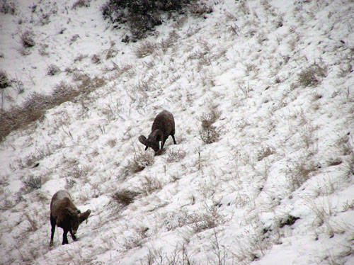 Winter Rams - Bighorn Sheep Pictures