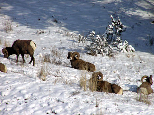 Winter Rams - Bighorn Sheep Pictures